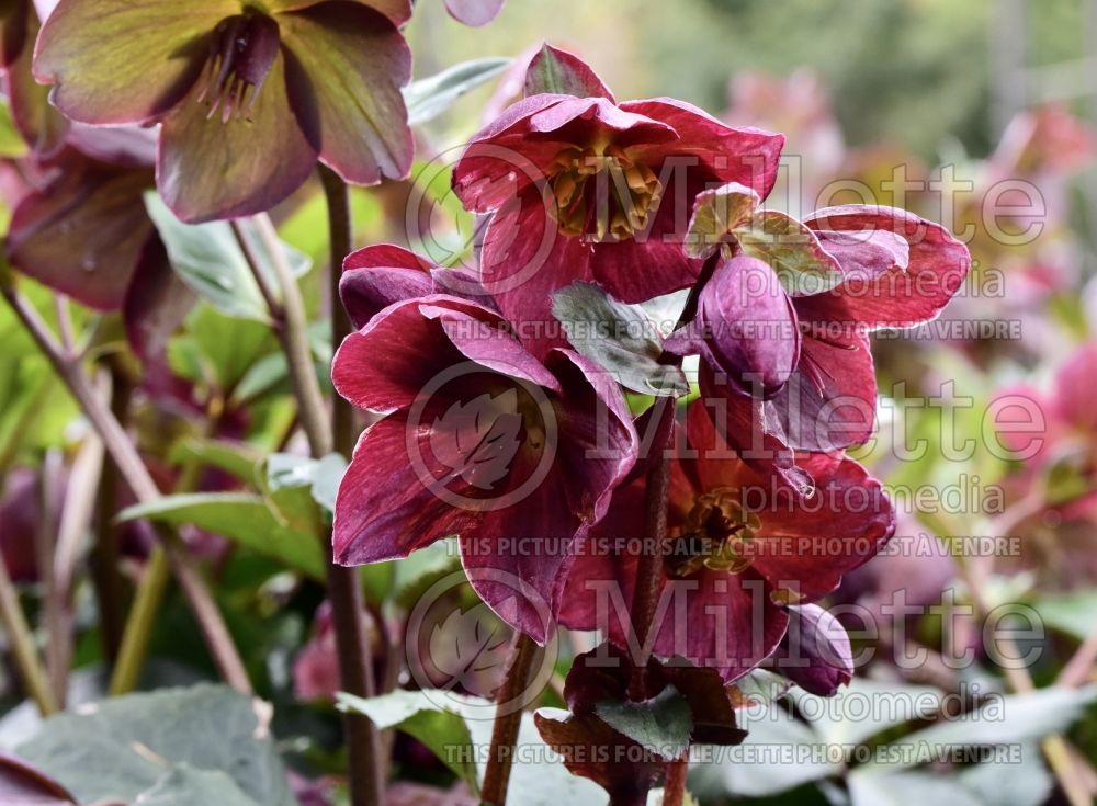 Helleborus Ice 'N Roses Barolo (Lenten Rose) 1