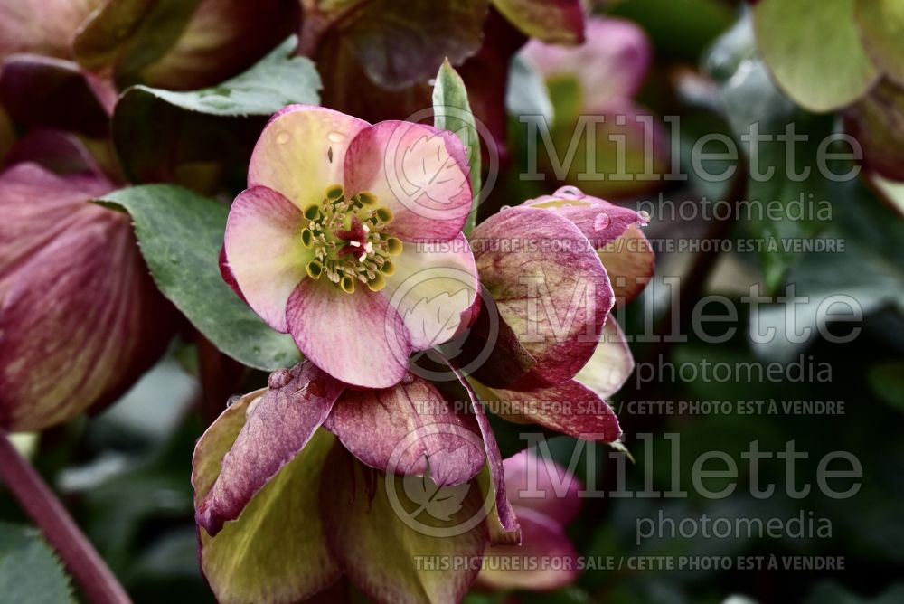Helleborus Ice 'N Roses Rosado (Lenten Rose) 1