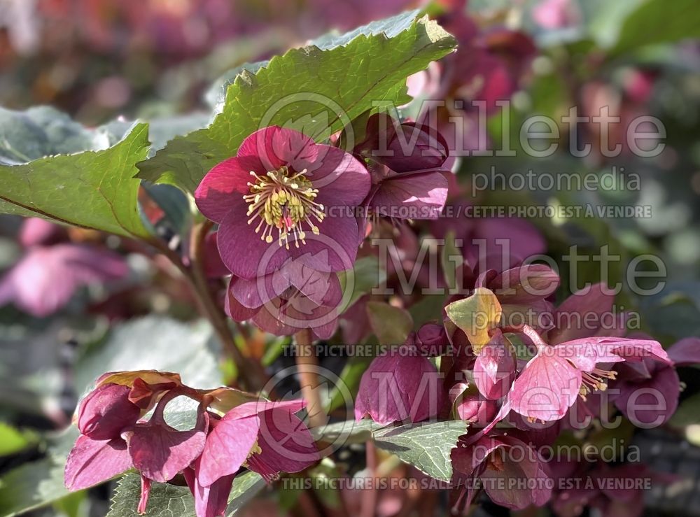 Helleborus Ice N' Roses Early Red (Lenten Rose) 6