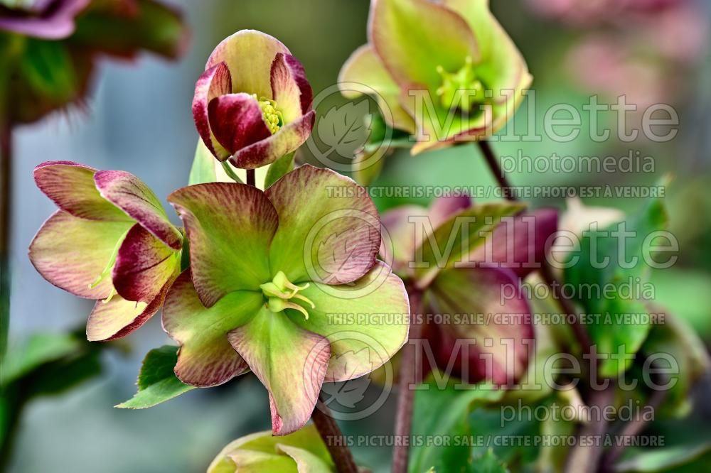 Helleborus Ice N' Roses Dark Picotee (Lenten Rose) 1