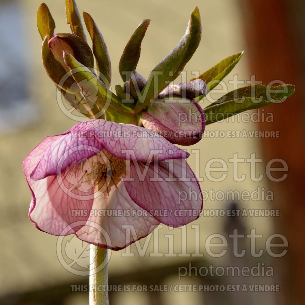 Helleborus Painted Bunting (Lenten Rose) 4