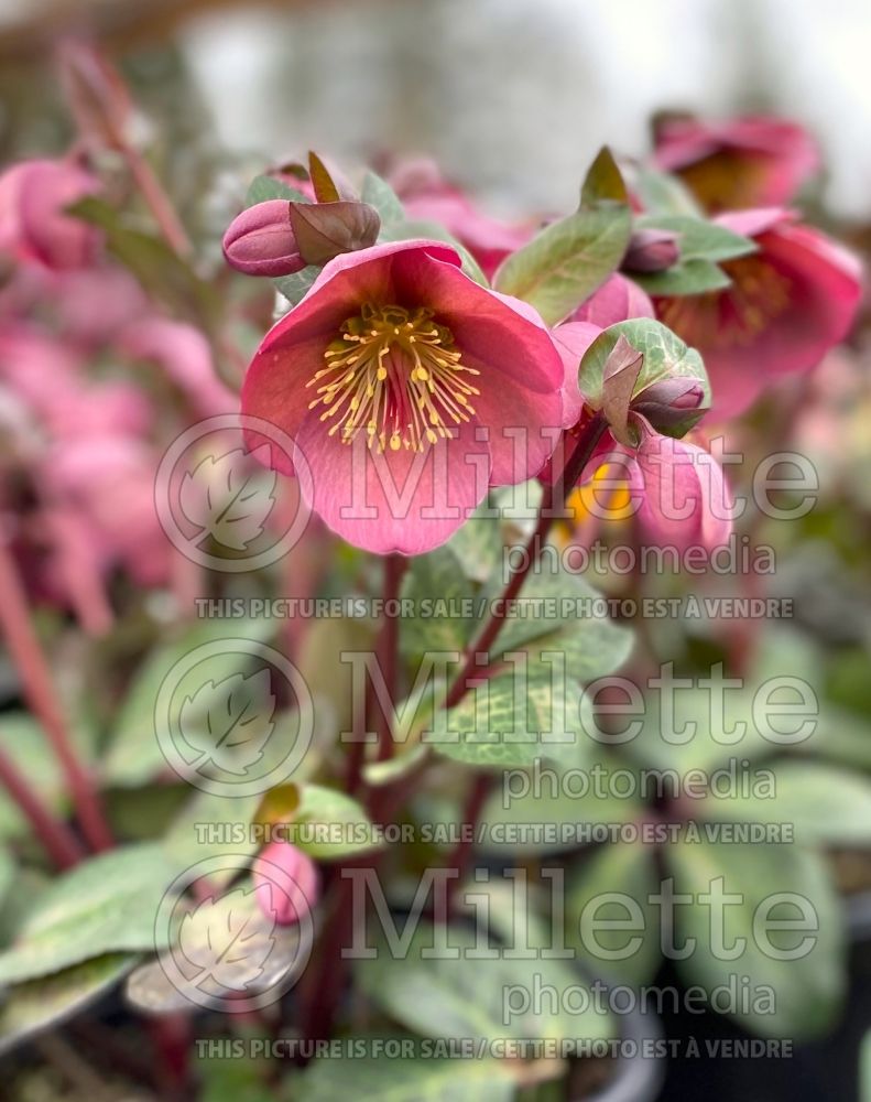 Helleborus Penny's Pink (Lenten Rose) 2