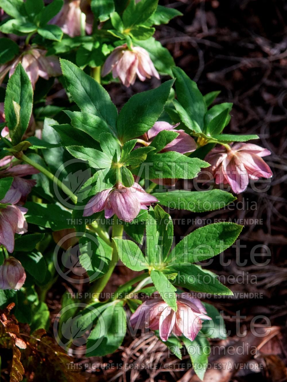 Helleborus Pink Lady (Lenten Rose) 1