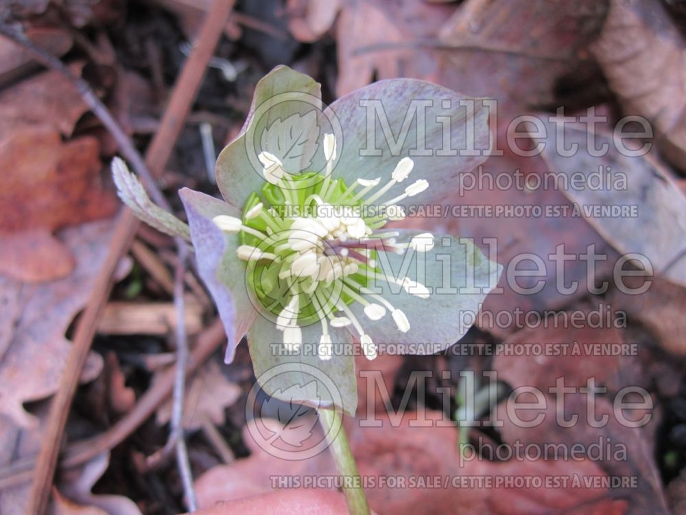 Helleborus purpurascens (Purple Hellebore and Christmas rose) 3