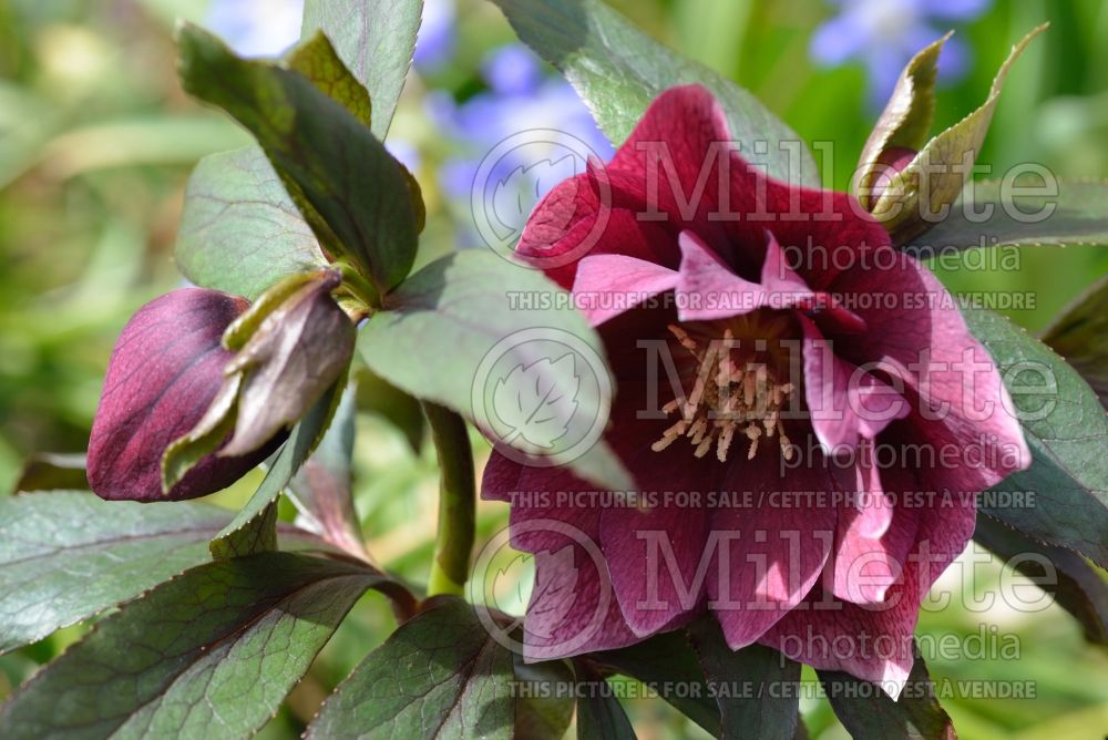 Helleborus Red Lady (Lenten Rose) 7