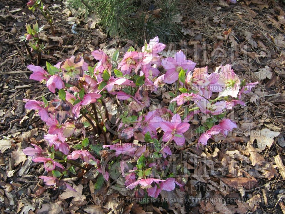 Helleborus Walberton's Rosemary (Lenten Rose) 3