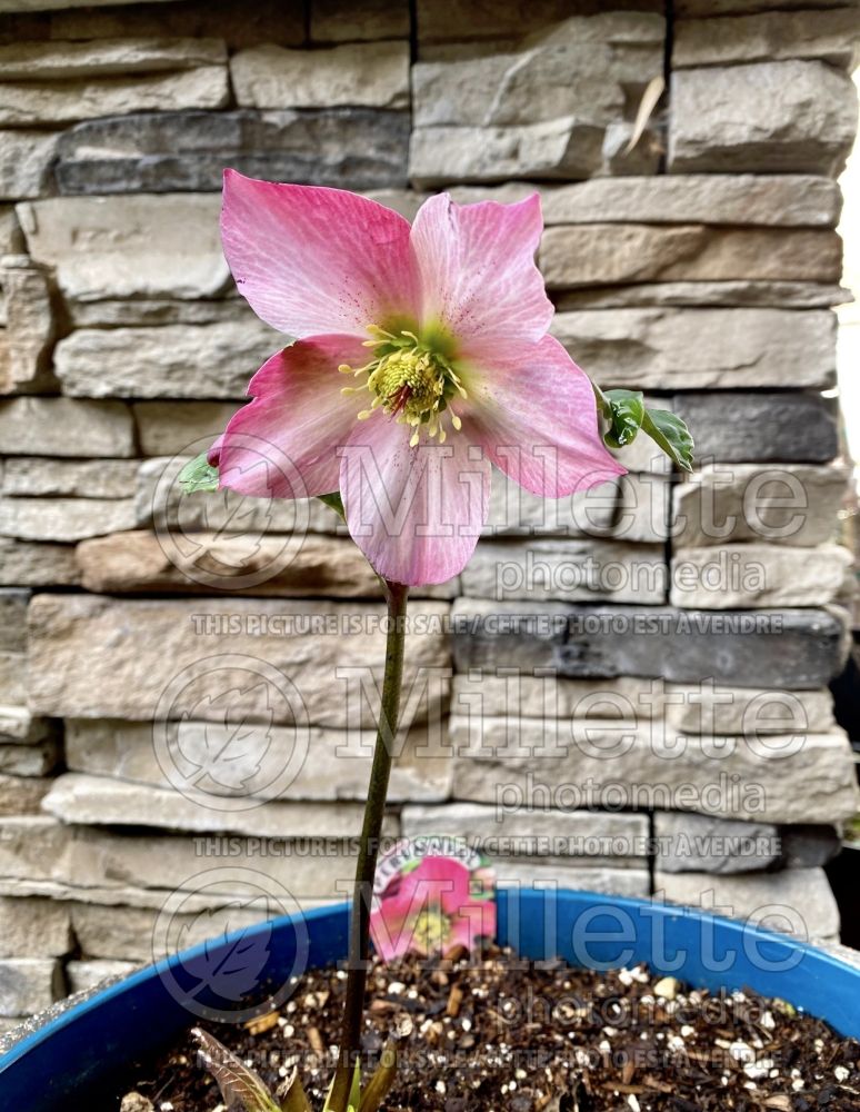 Helleborus Walburton's Rosemary (Lenten Rose) 1