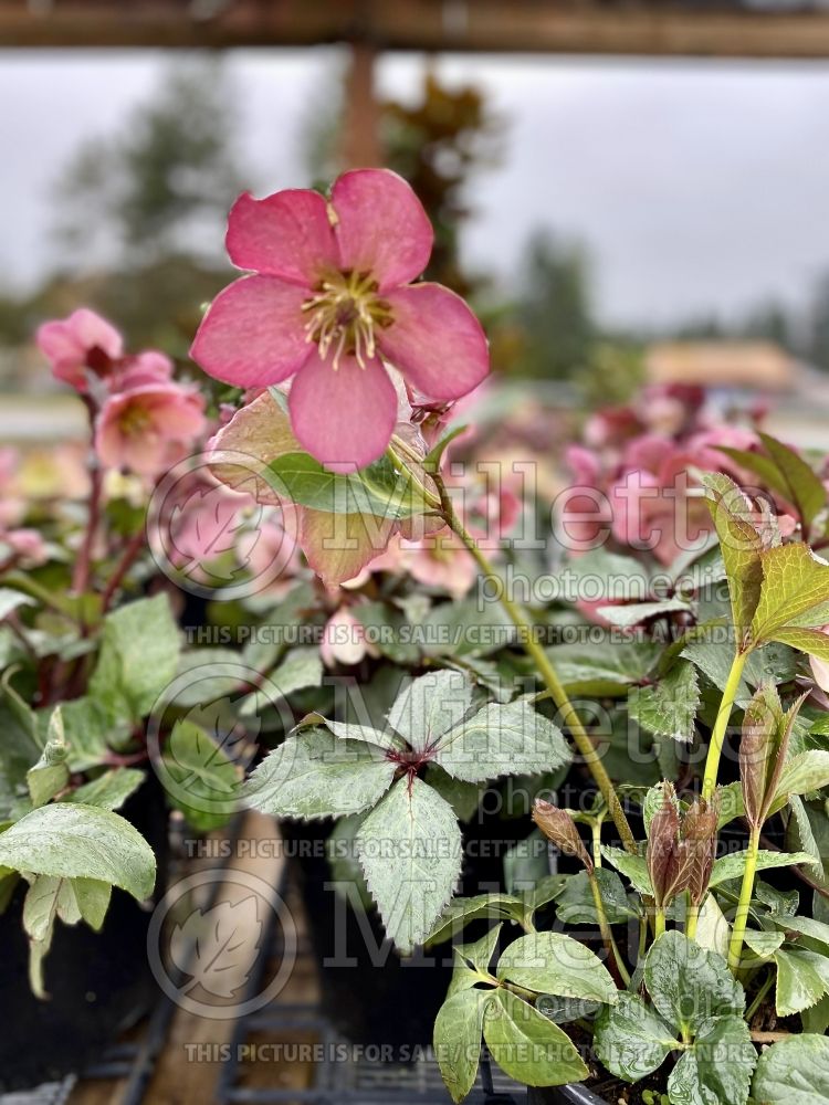 Helleborus Walburton's Rosemary (Lenten Rose) 2