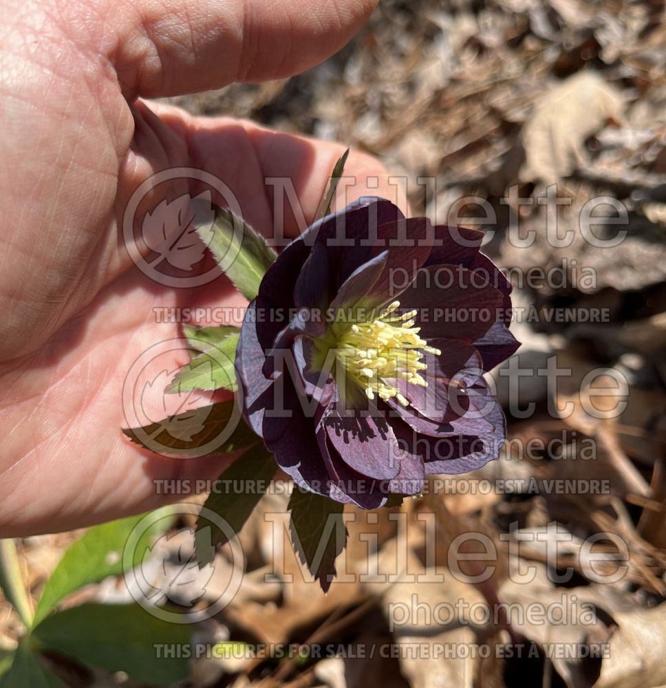 Helleborus Wedding Party Dark and Handsome (Lenten Rose) 2