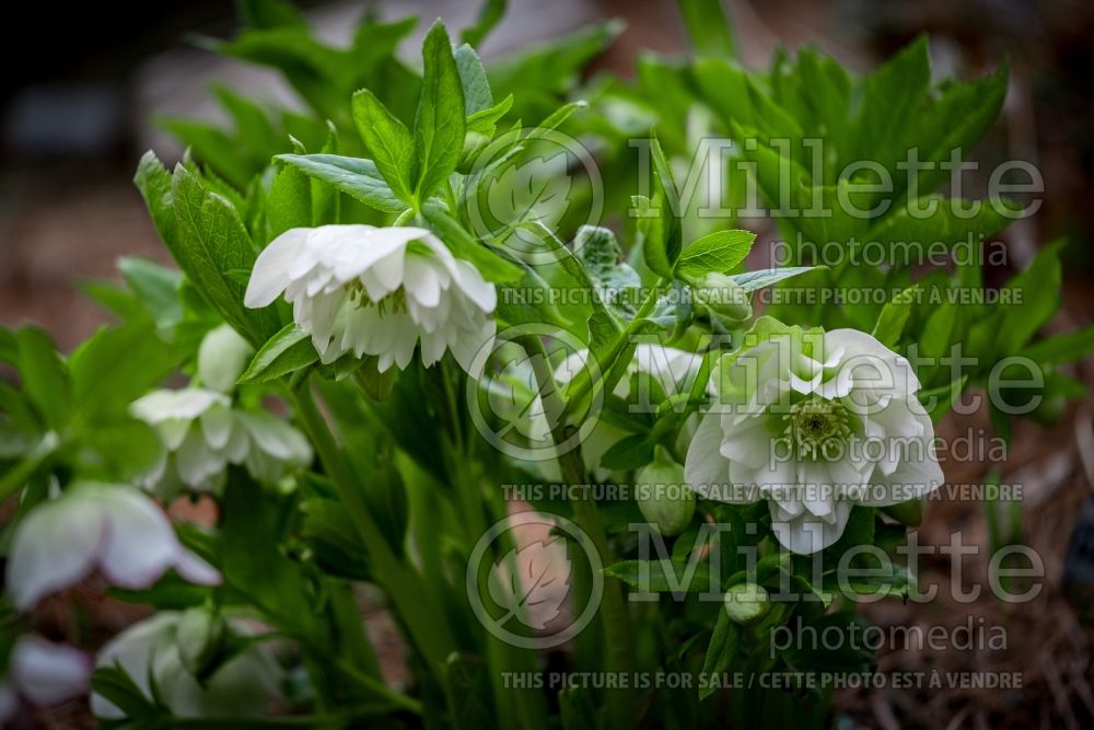 Helleborus Wedding Party Wedding Bells (Lenten Rose) 1