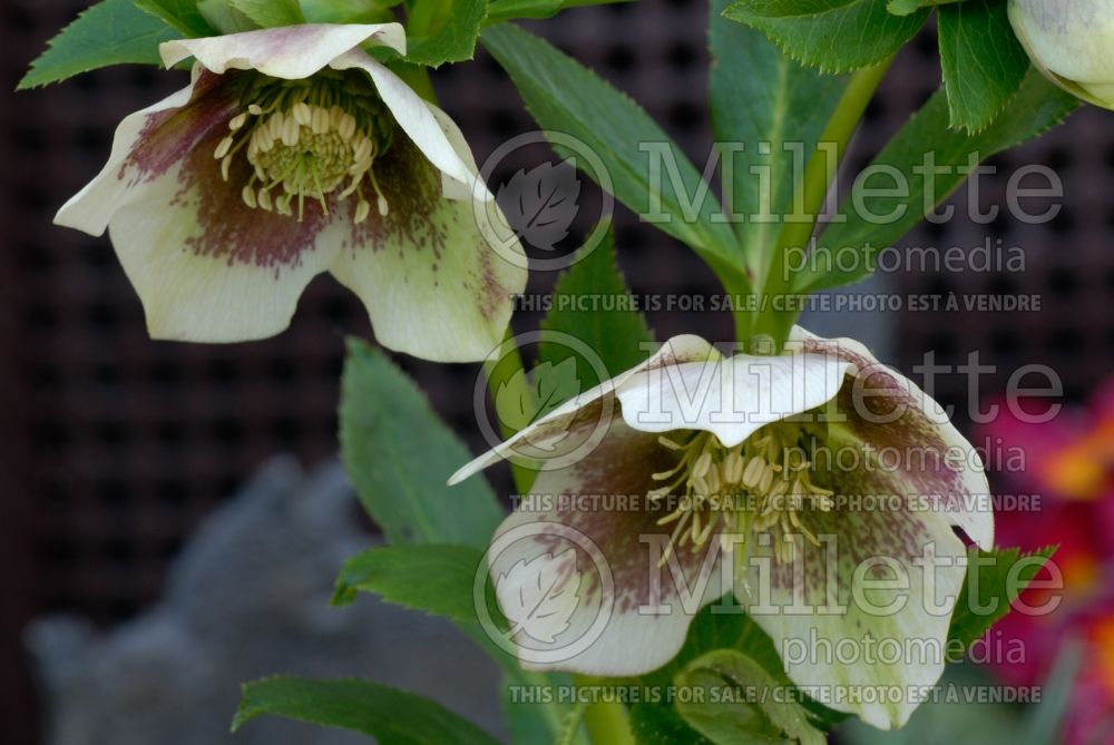 Helleborus White Spotted Lady (Lenten Rose) 3