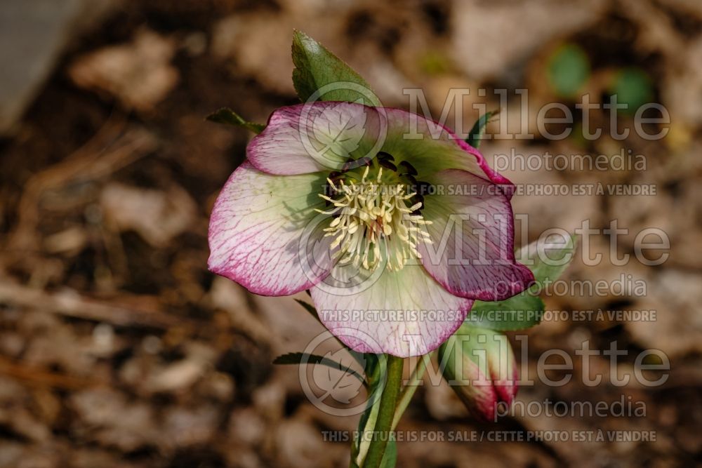 Helleborus Winter Jewels Cherry Blossom (Lenten Rose) 12