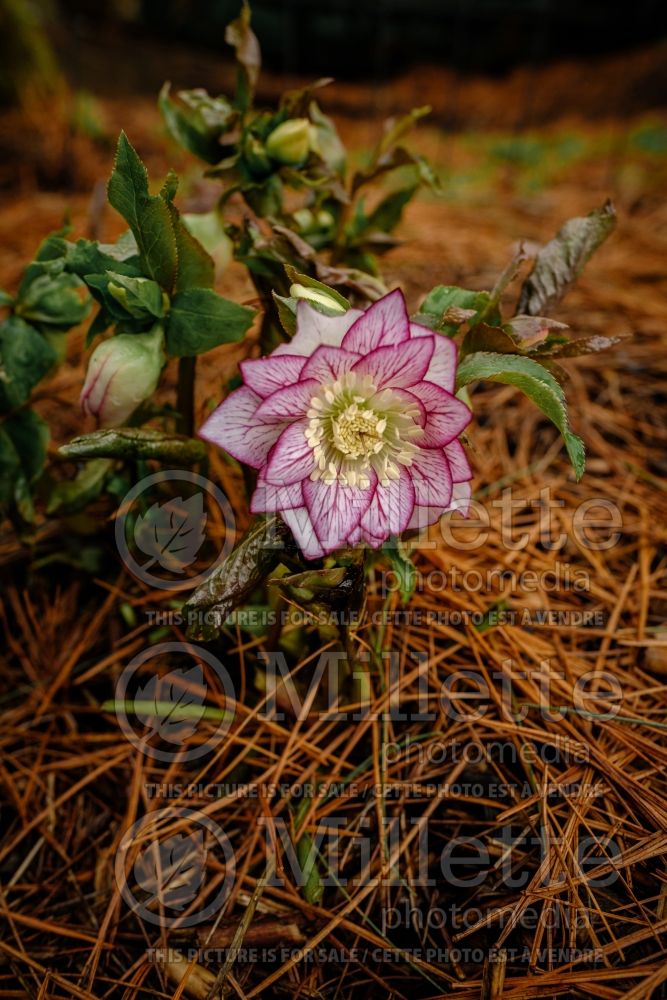 Helleborus Winter Jewels Fire and Ice (Lenten Rose) 1