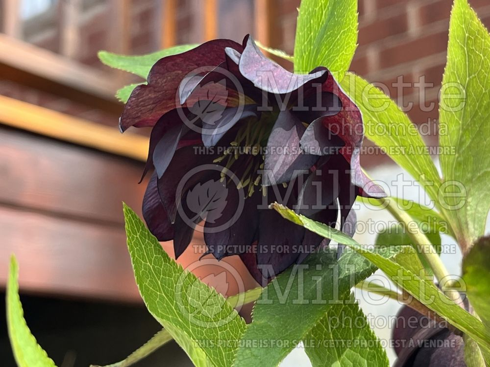 Helleborus Winter Jewels Onyx Odyssey (Lenten Rose) 6