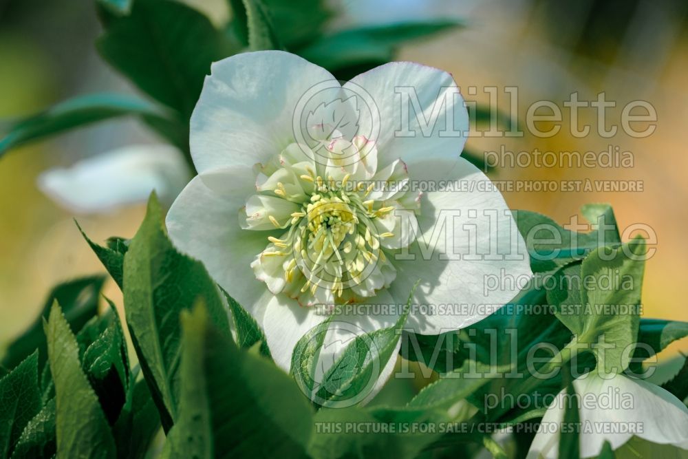 Helleborus Winter Jewels Picotee Pearl (Lenten Rose) 2