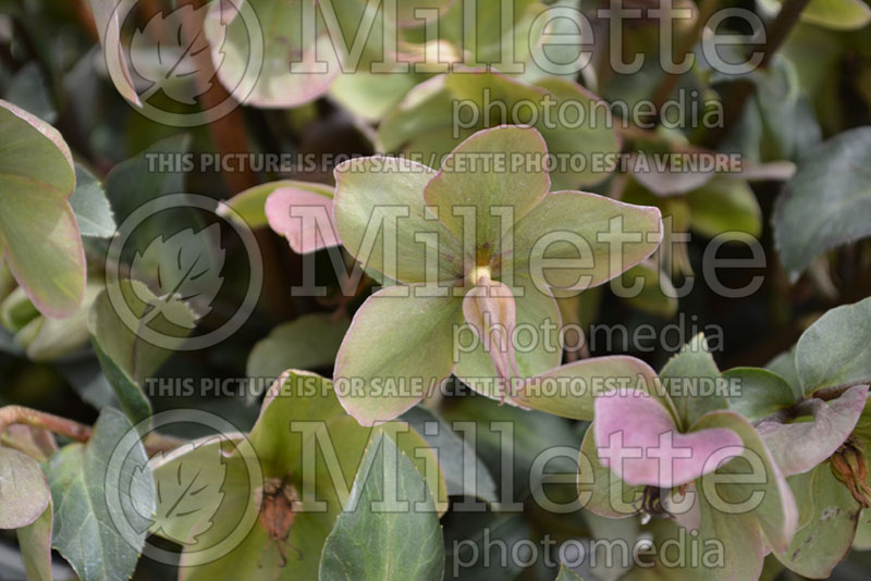 Helleborus Angel Glow (Lenten Rose)  2