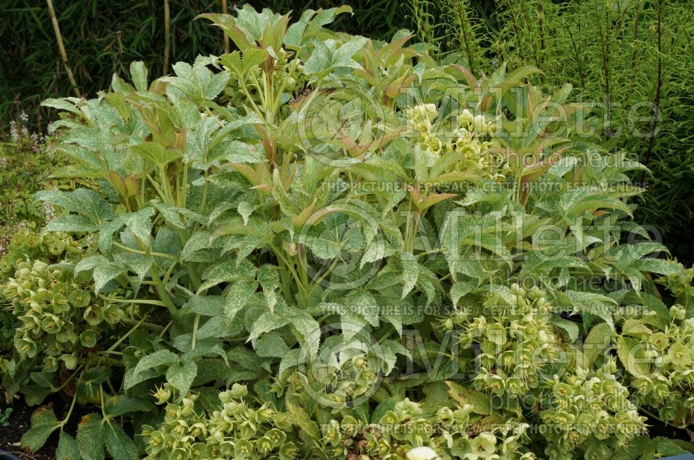 Helleborus Janet Starnes (Lenten Rose) 2