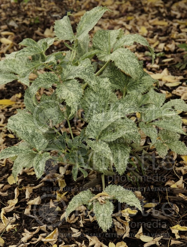 Helleborus Janet Starnes (Lenten Rose) 1