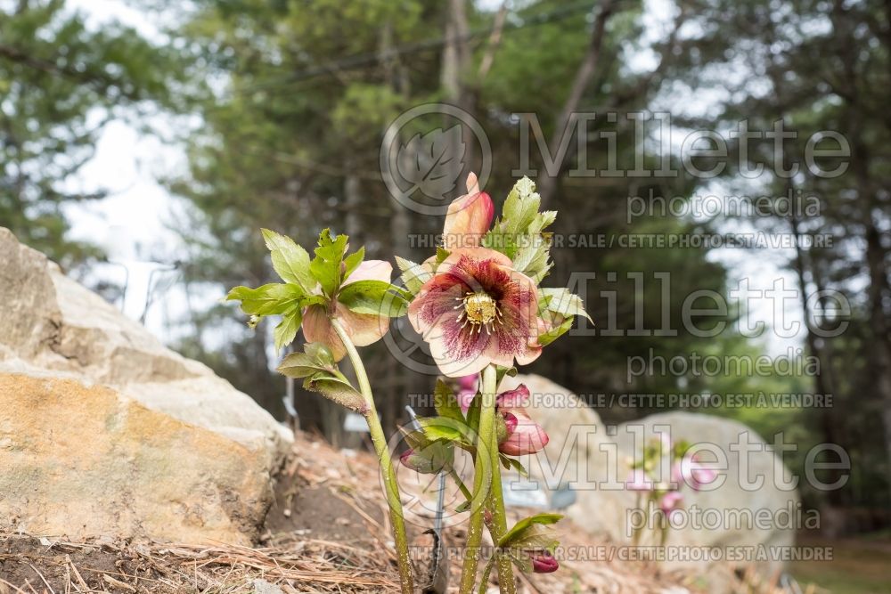 Helleborus Ashwood Fascination (Lenten Rose) 1