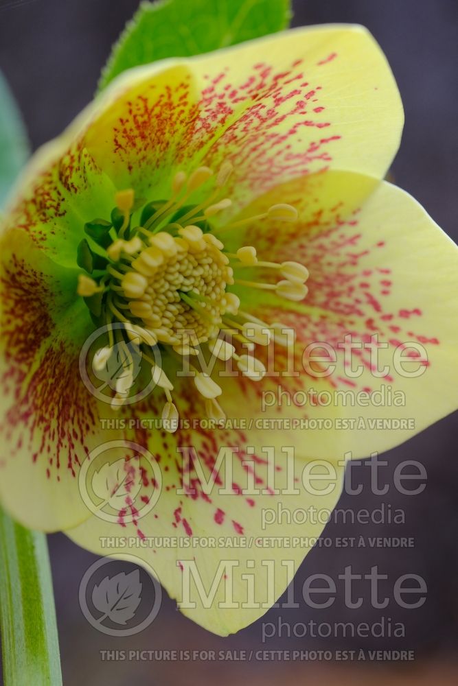 Helleborus Ashwood Godfinch (Lenten Rose) 4