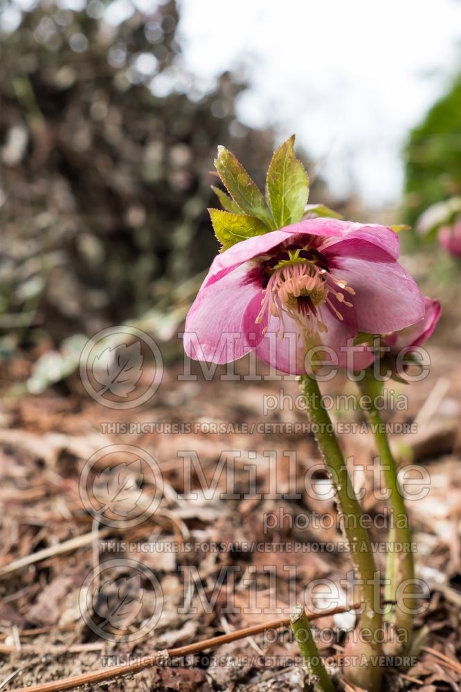 Helleborus Ashwood Peach Cocktail (Lenten Rose) 1