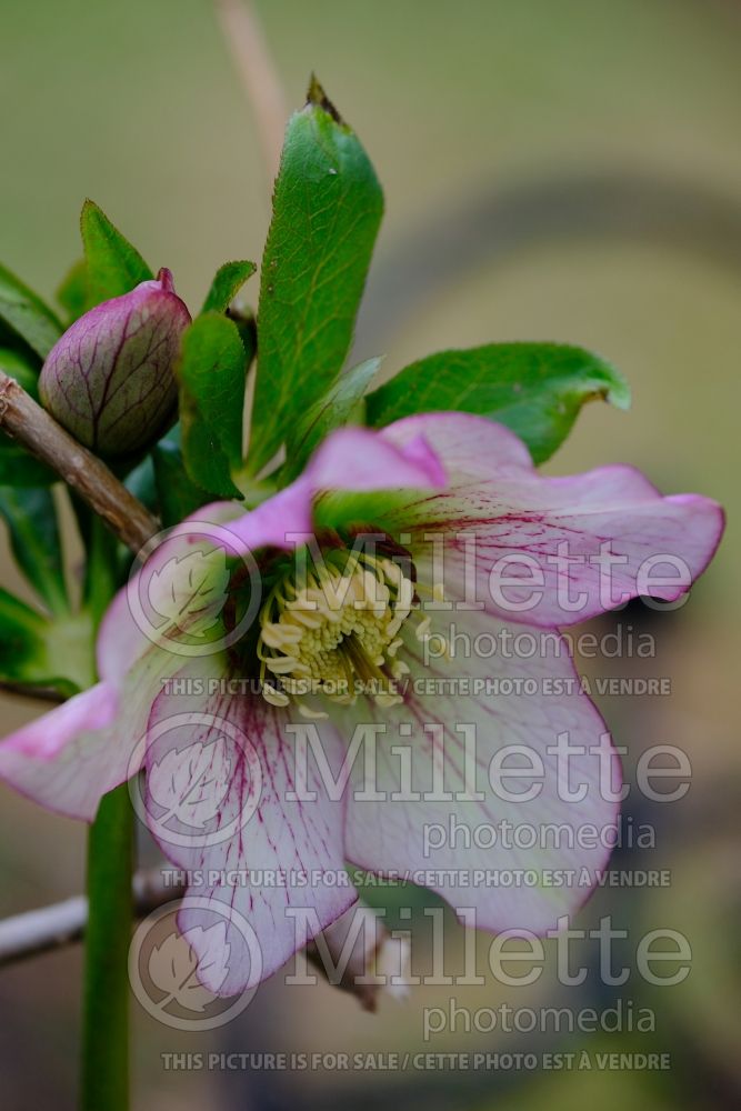 Helleborus Ashwood Peach Cocktail (Lenten Rose) 2
