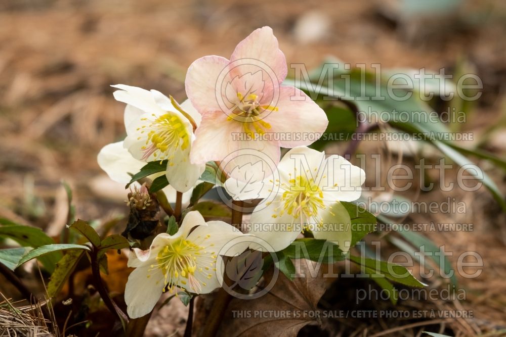 Helleborus HGC Merlin (Lenten Rose) 4