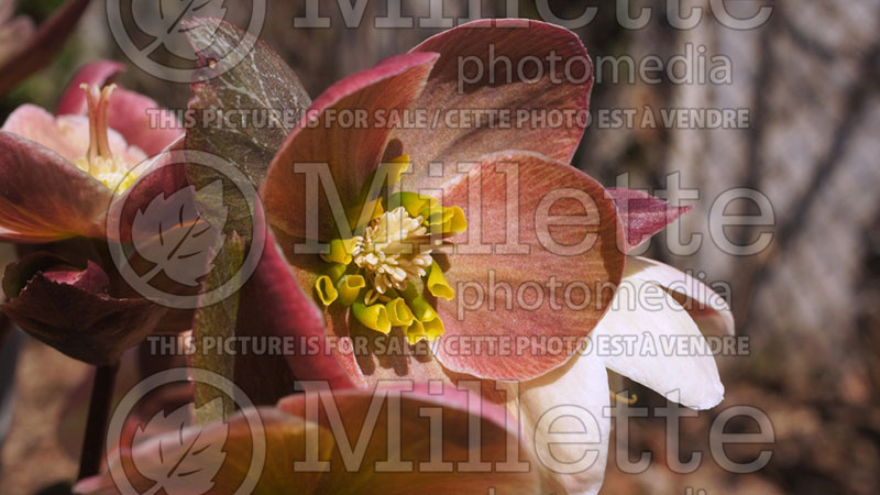 Helleborus Pink Frost (Lenten Rose) 8 