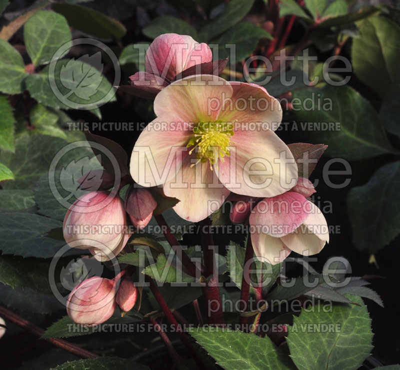 Helleborus Pink Frost (Lenten Rose) 1 