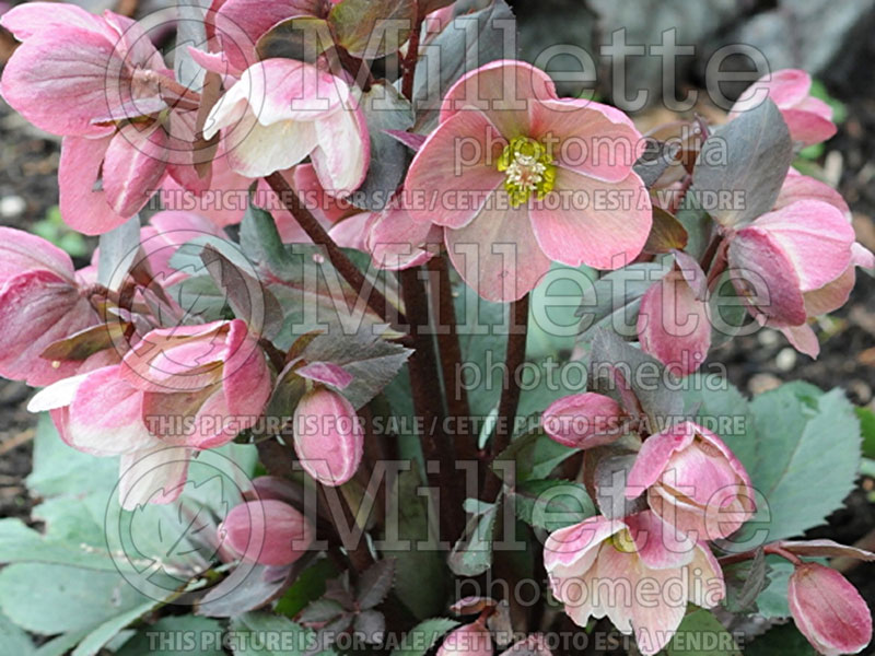 Helleborus Pink Frost (Lenten Rose) 5 