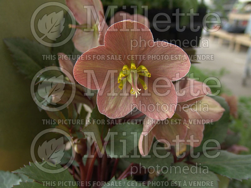 Helleborus Pink Frost (Lenten Rose) 2 