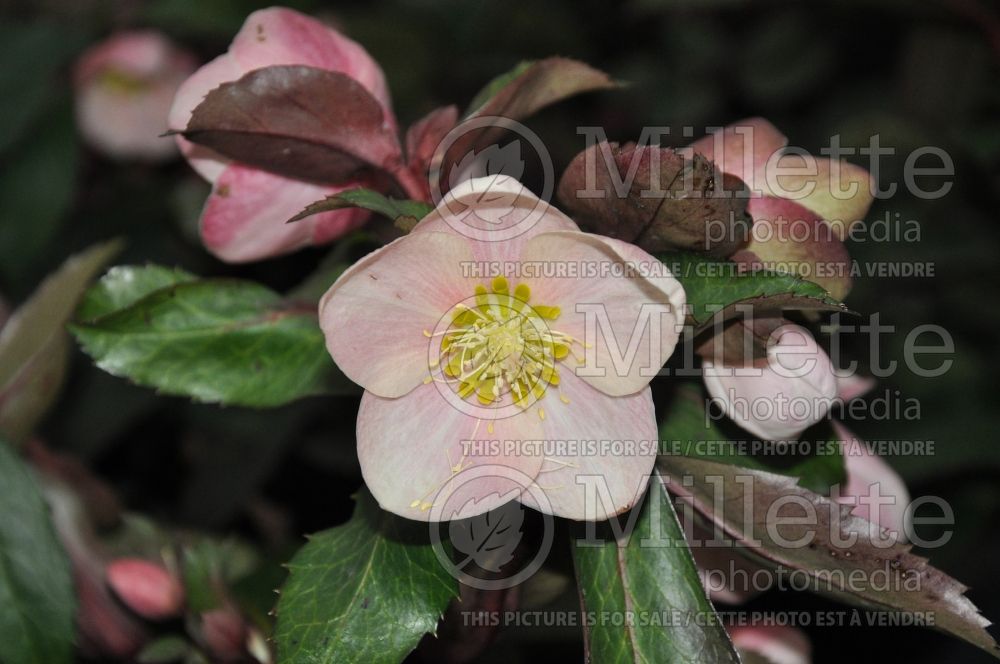 Helleborus Pink Frost (Lenten Rose) 4 