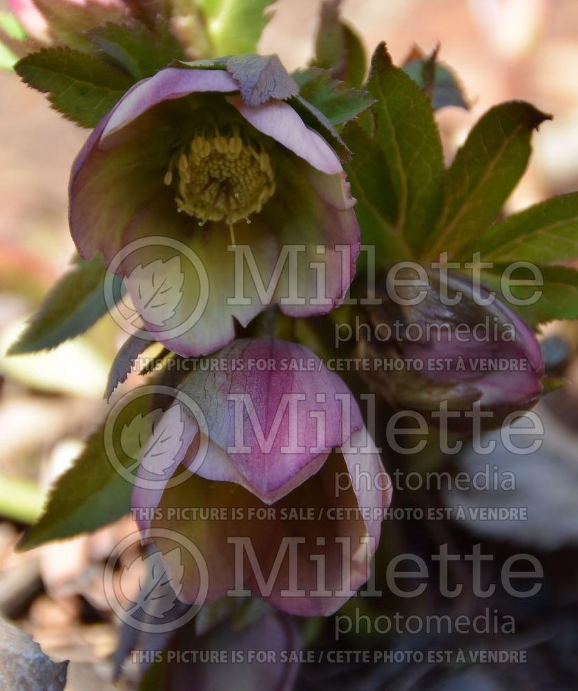 Helleborus Brandywine Strain (Lenten Rose) 2