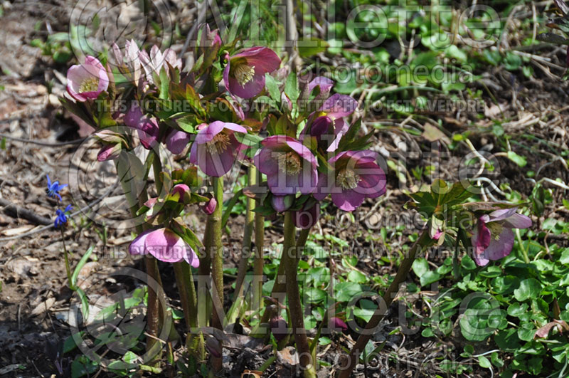 Helleborus Brandywine Strain (Lenten Rose) 1