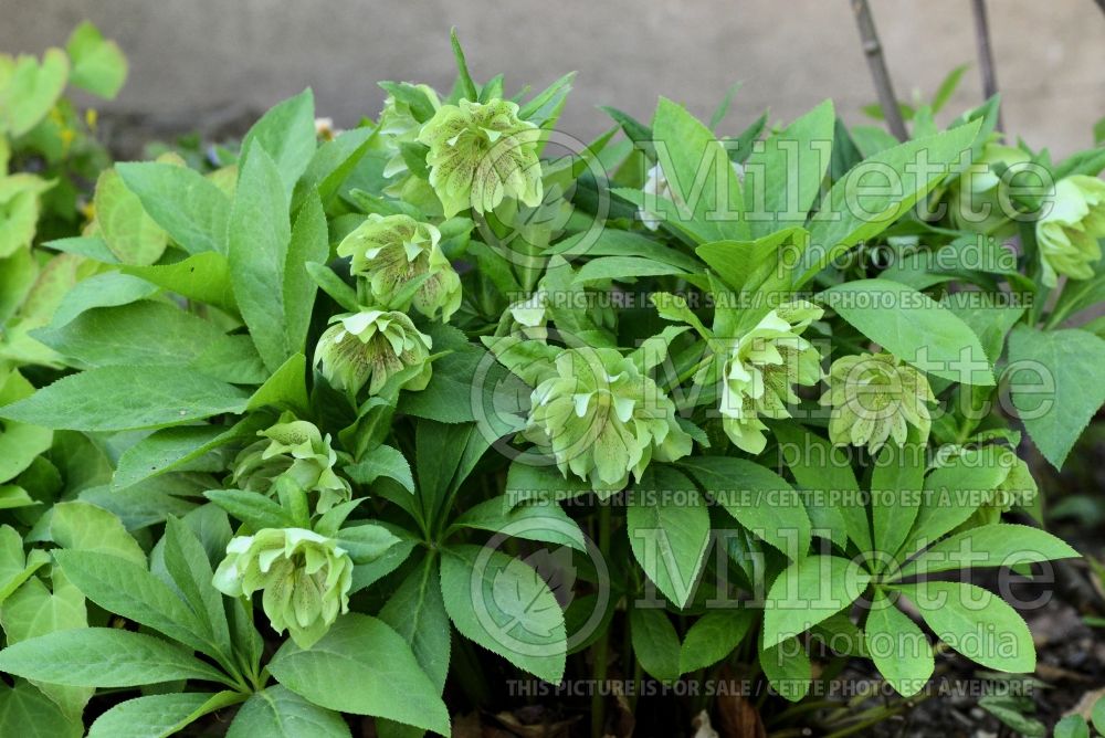 Helleborus Bridal Queen (Lenten Rose) 2