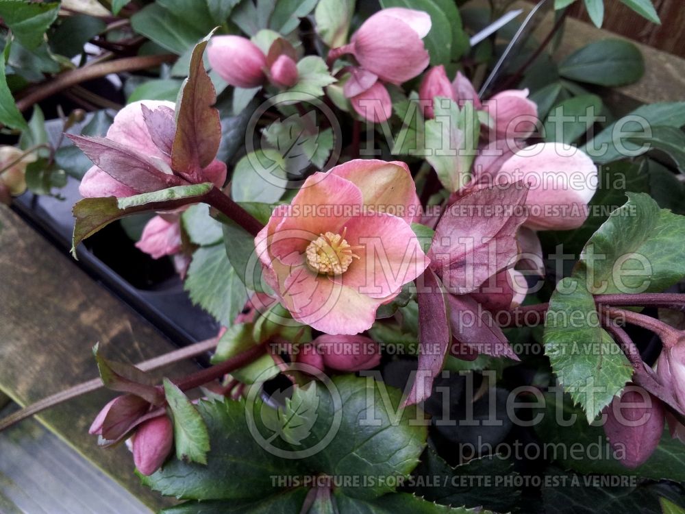 Helleborus Pirouette (Lenten Rose) 2 