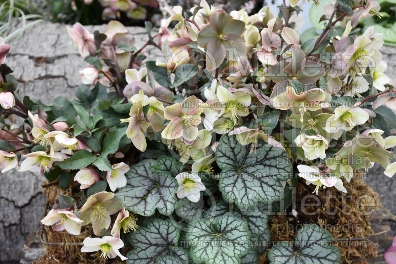 Helleborus Pirouette (Lenten Rose) 1 