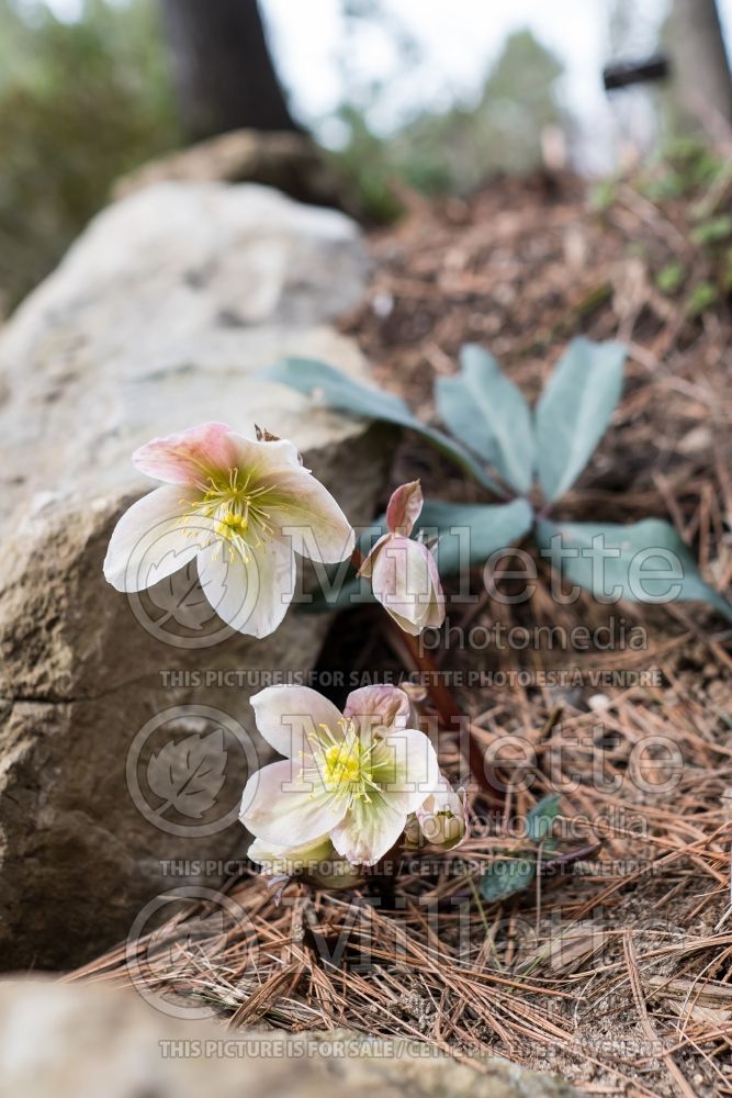 Helleborus Winter Sunshine (Lenten Rose) 1