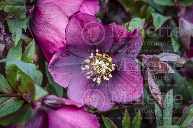 Helleborus Flash Gordon (Lenten Rose) 1