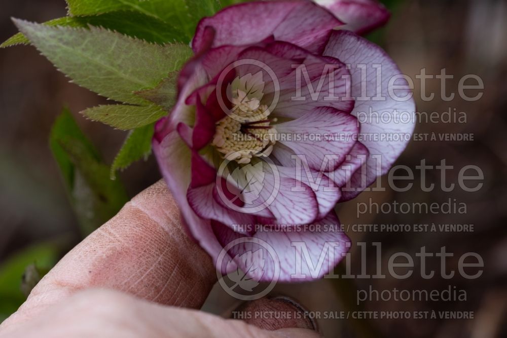 Helleborus French Kiss (Lenten Rose) 1