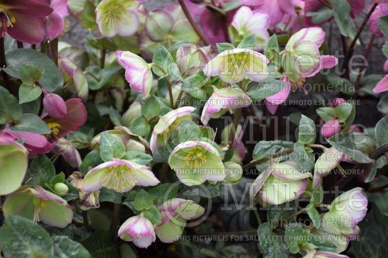 Helleborus Frostkiss Glenda's Gloss (Lenten Rose) 2