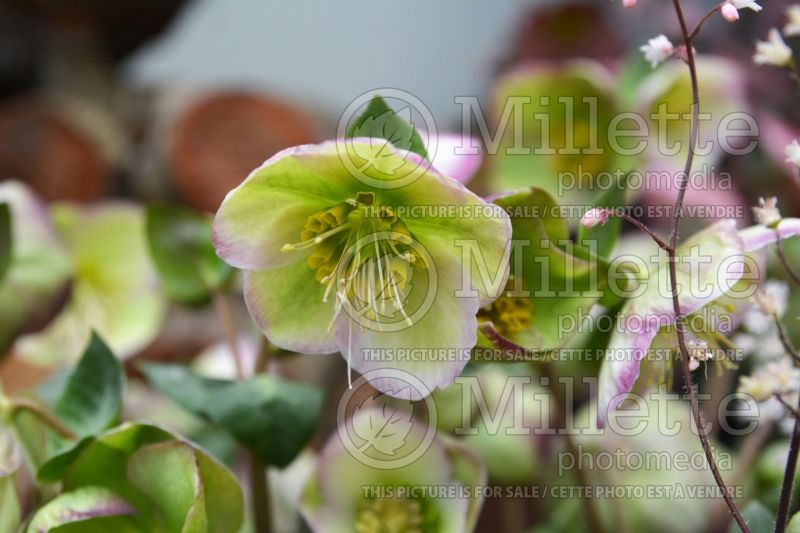 Helleborus Frostkiss Glenda's Gloss (Lenten Rose) 1