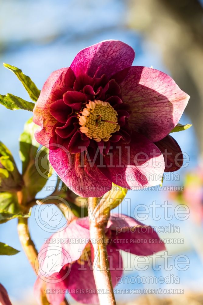 Helleborus Frostkiss Tutu (Lenten Rose) 2