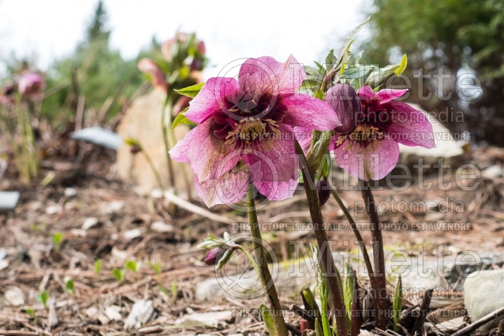 Helleborus Frostkiss Tutu (Lenten Rose) 1