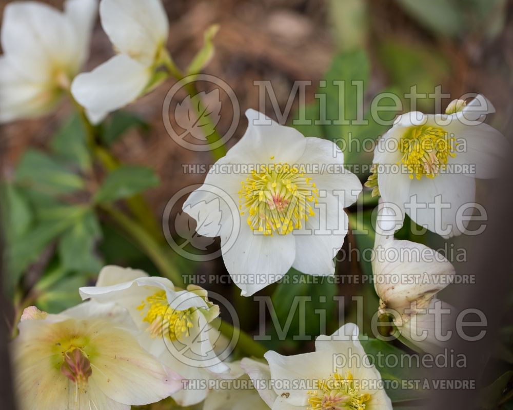 Helleborus Gold Collection Josef Lemper (Lenten Rose) 1