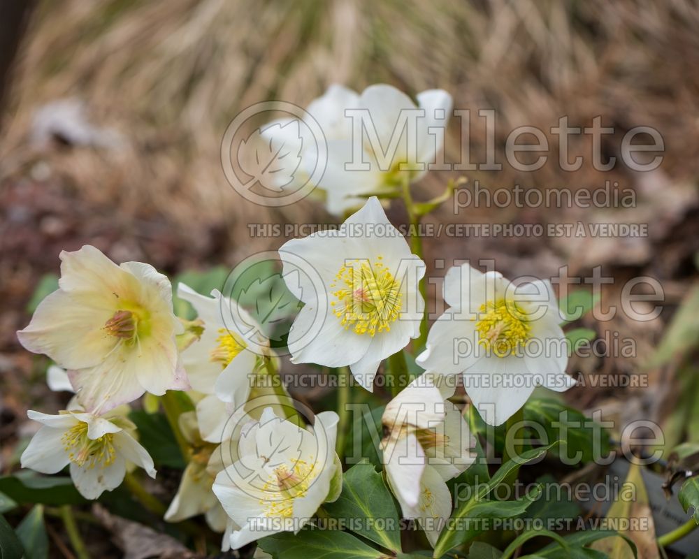 Helleborus Gold Collection Josef Lemper (Lenten Rose) 2