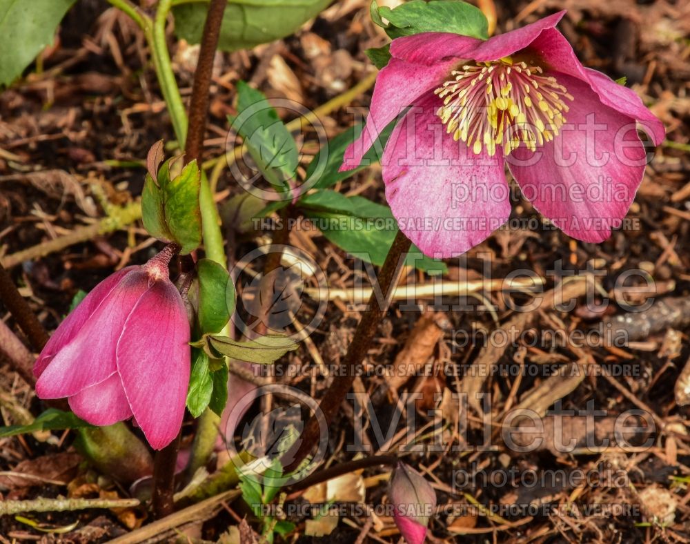 Helleborus Gold Collection Mme Lemonnier (Lenten Rose) 3