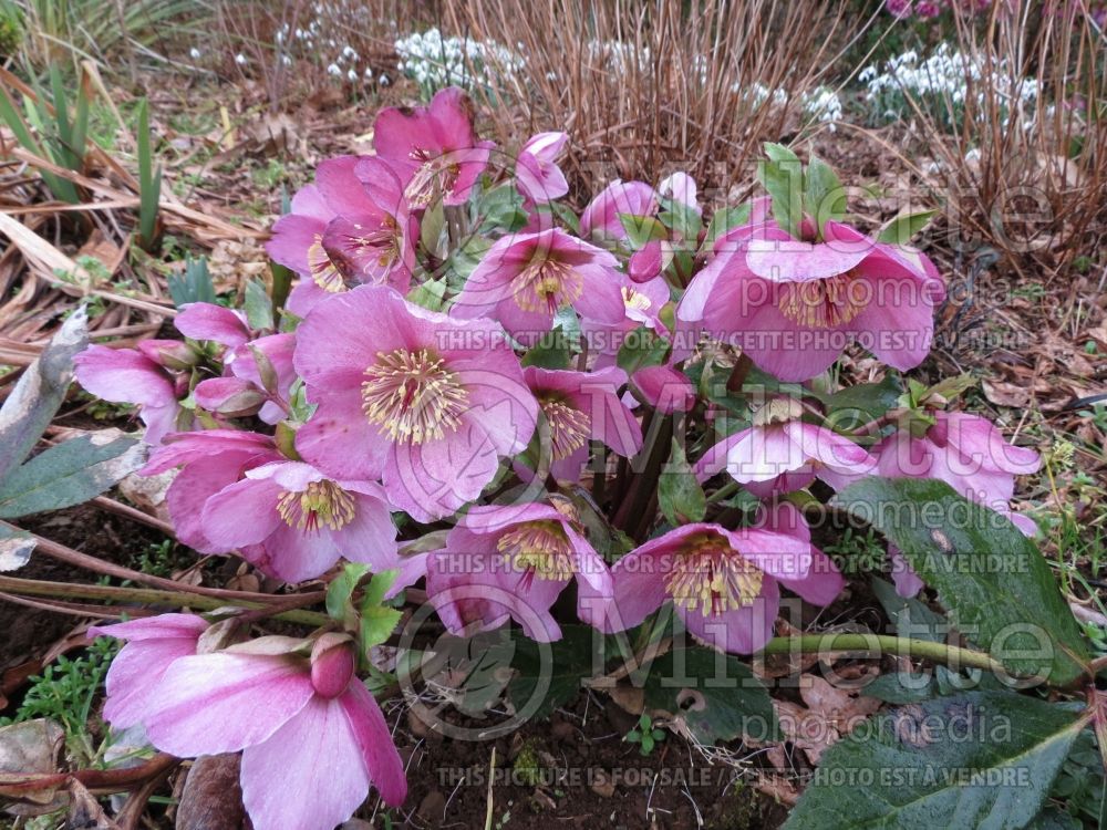 Helleborus Gold Collection Mme Lemonnier (Lenten Rose) 1