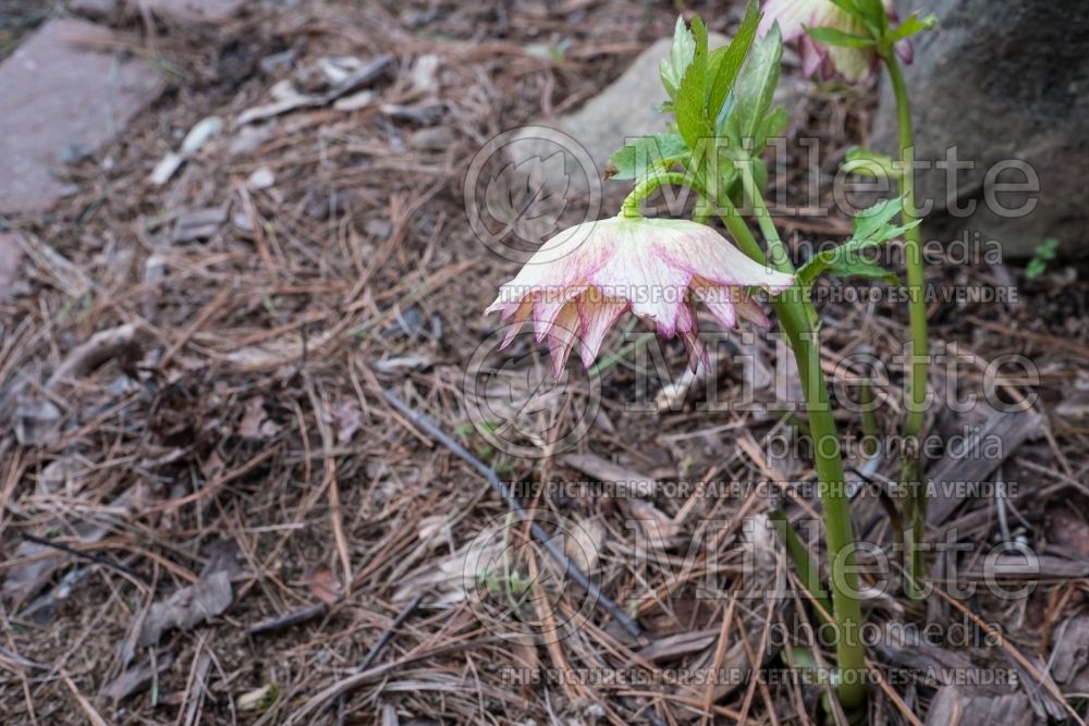 Helleborus Golden Lotus Strain (Lenten Rose) 2