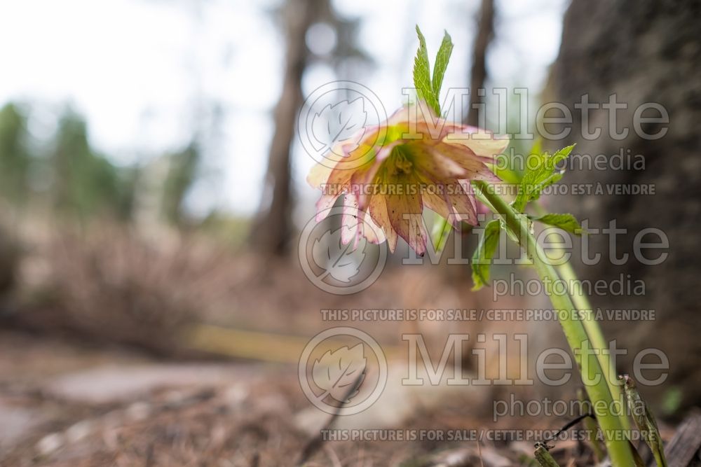 Helleborus Golden Lotus Strain (Lenten Rose) 1 